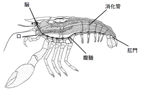 図3　エビの内部構造
(Invertebrates; J.A.Pechenik著（2000）より一部改変)