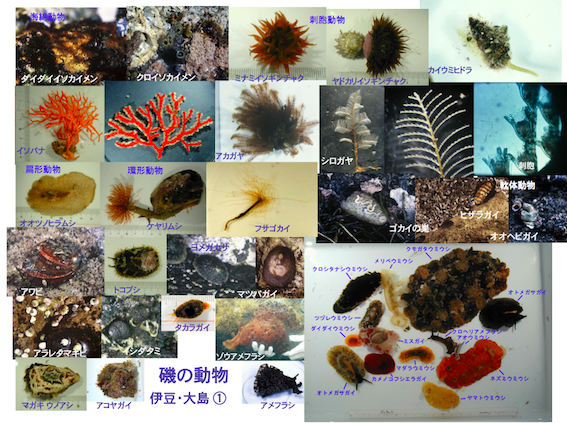 図2 伊豆大島でみられる海の生物 （photo by Kurokawa）